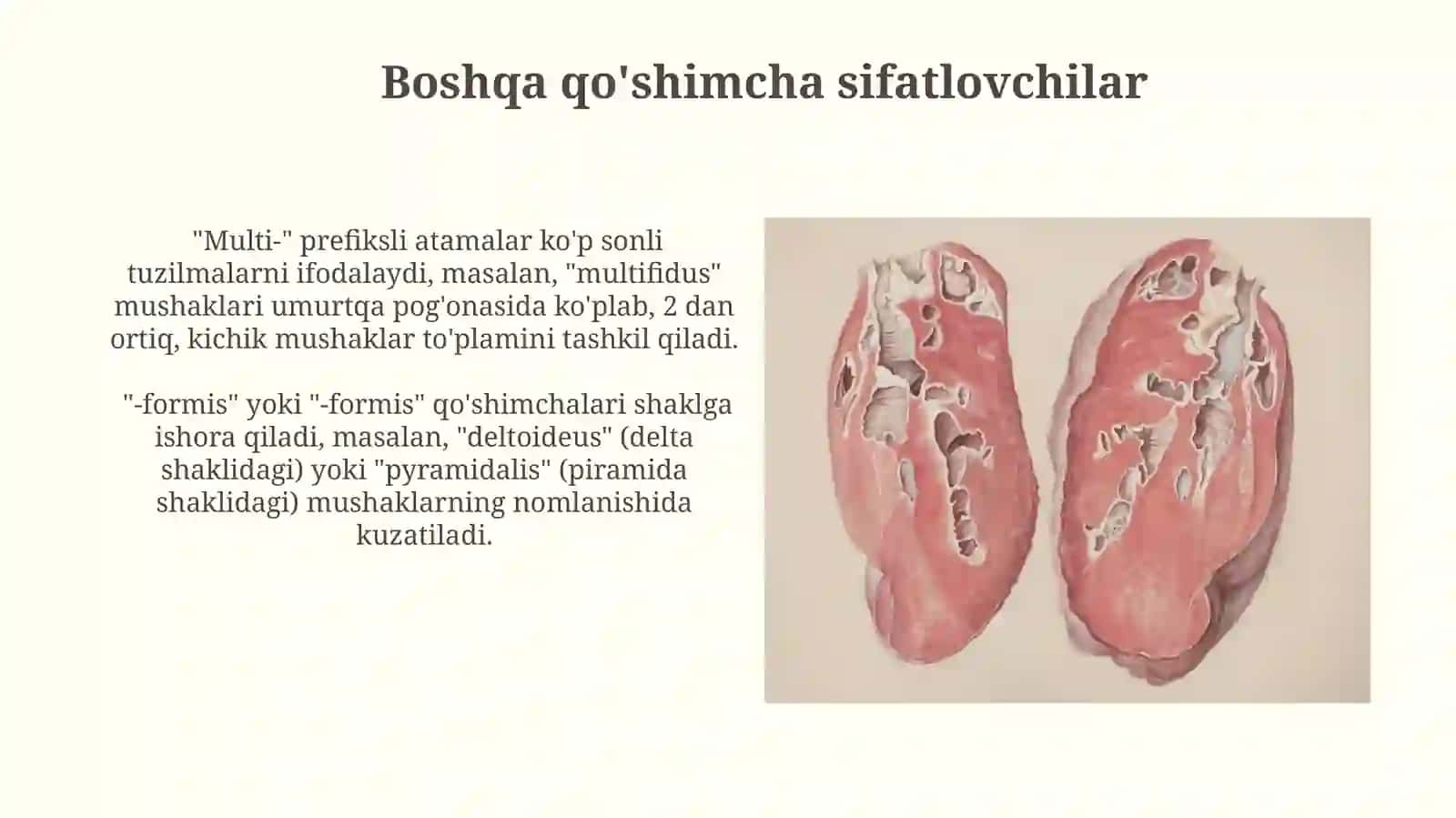 Anatomik va gistologik nomenklaturalardaqoʻllaniladigansifatdoshlar 3