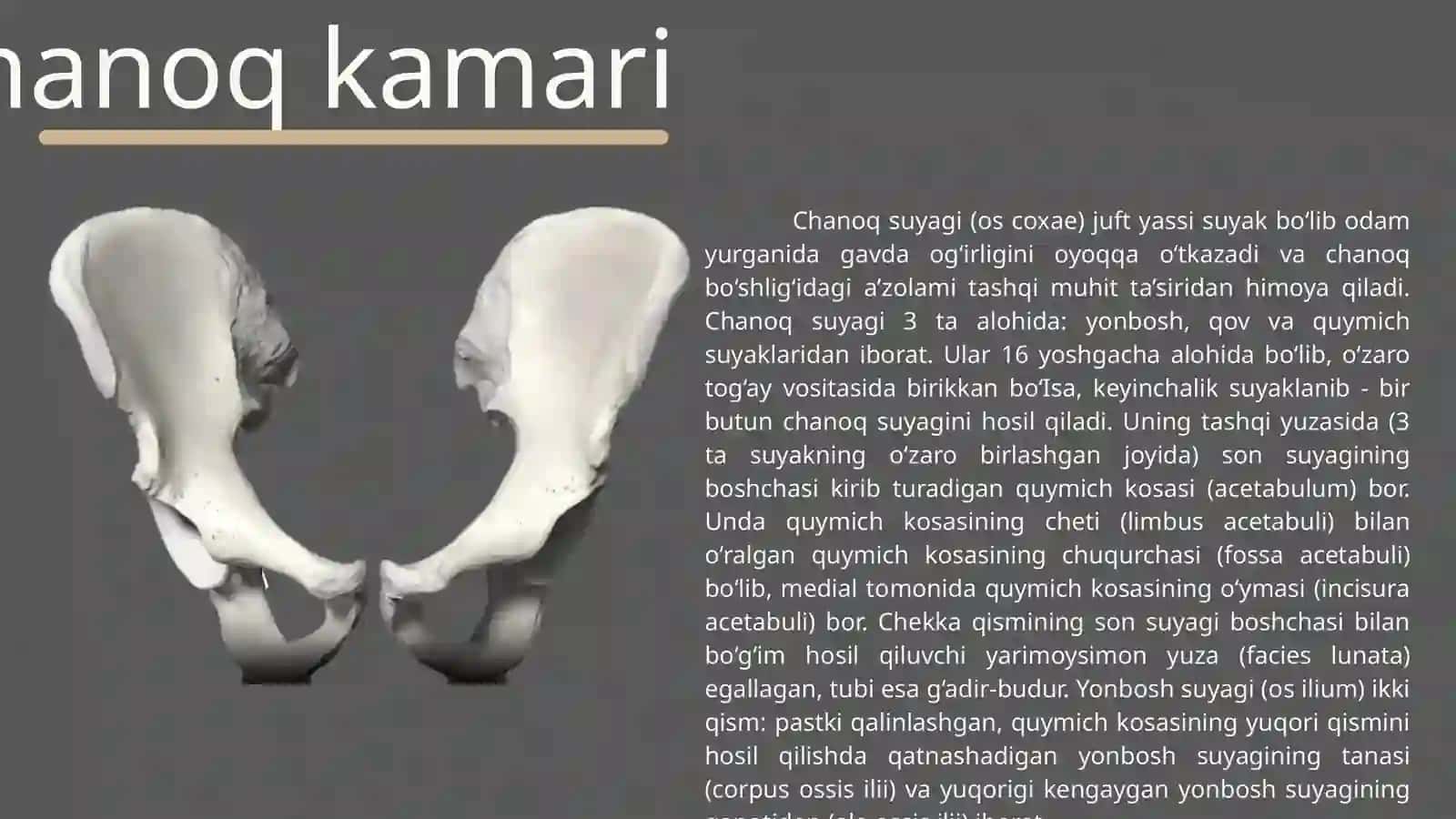 Chanoq kamari va oyoq erkin qismi suyaklari : tuzilishi va ularning yoshga doir xususiyatlari 3