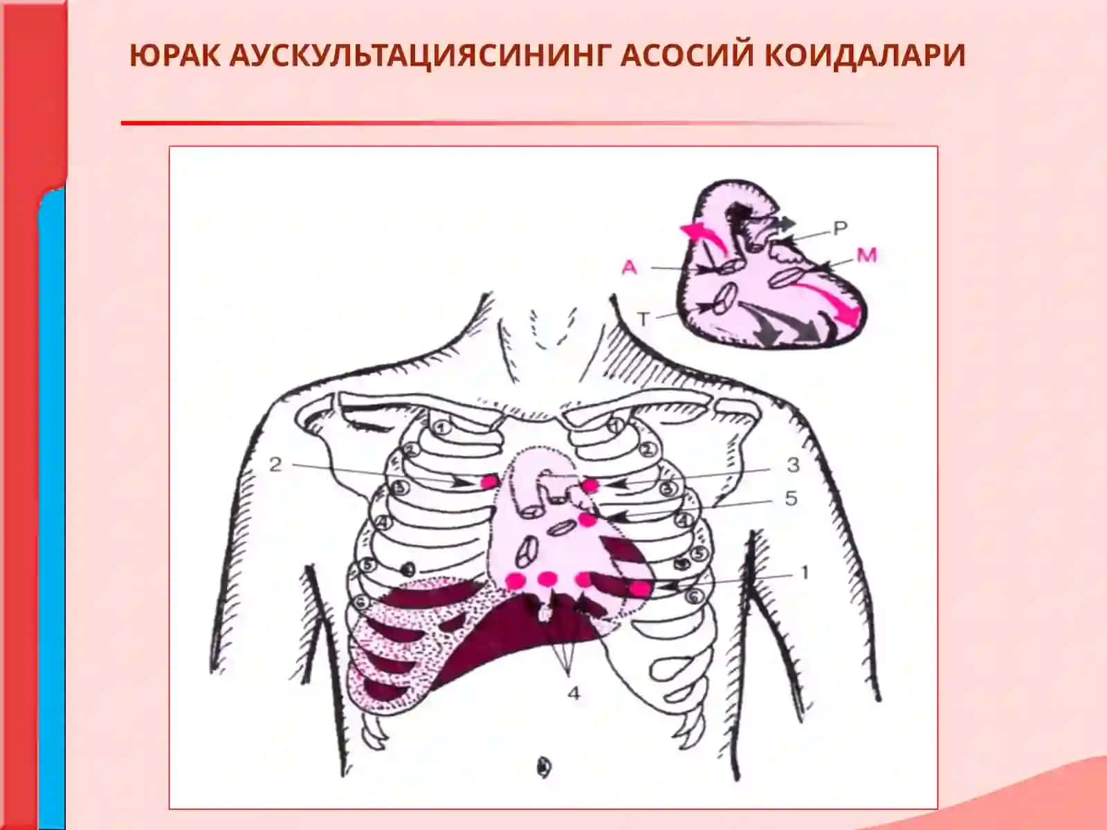 ЮРАК АУСКУЛЬТАЦИЯСИ.НОРМА ВА  ПАТОЛОГИЯДА ЮРАК ТОНЛАРИ. ЮРАК ШОВКИНЛАРИ 3