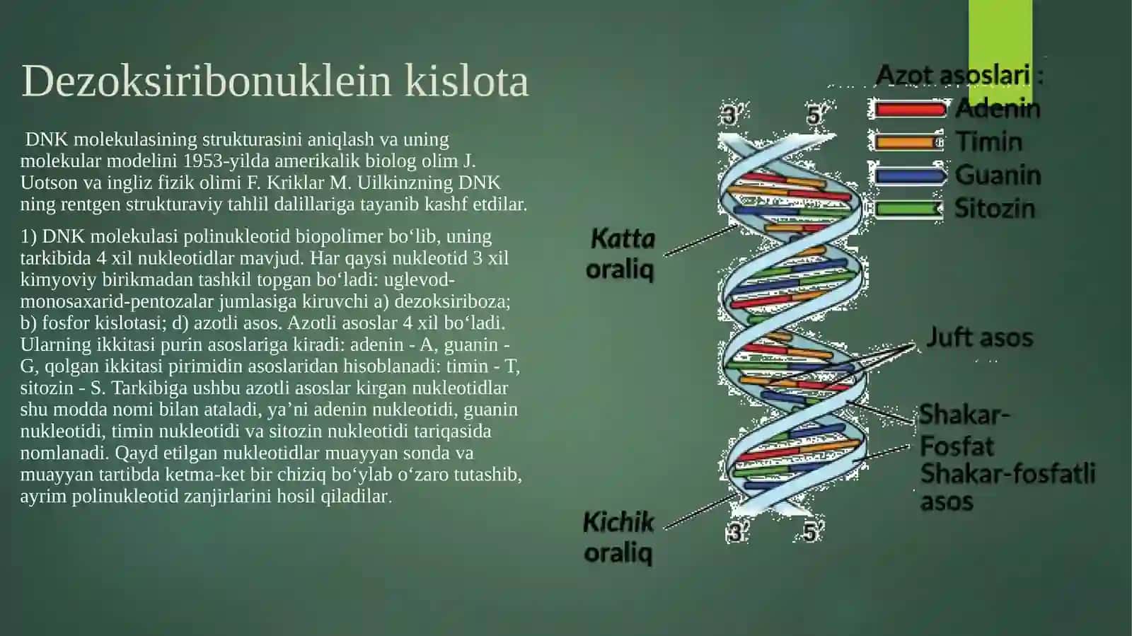 DNK molekulasining strukturasi 3