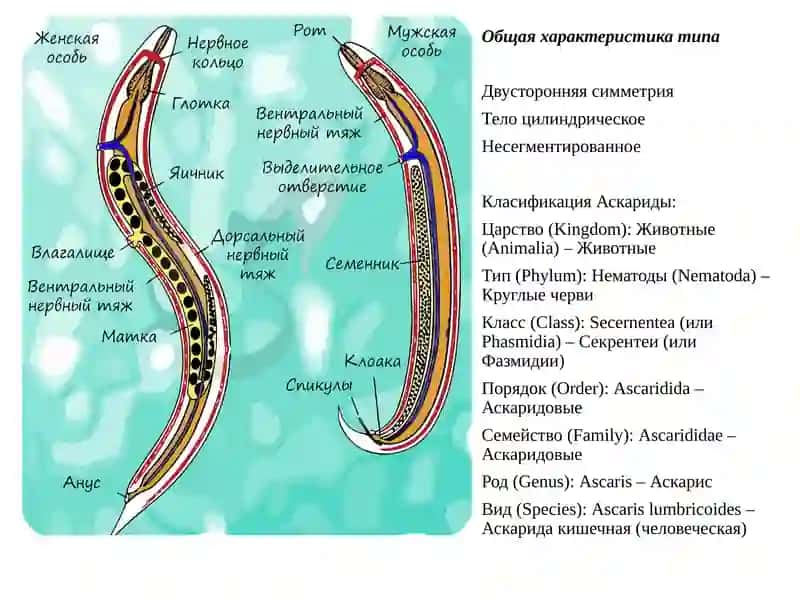 Тип Круглые Черви 3