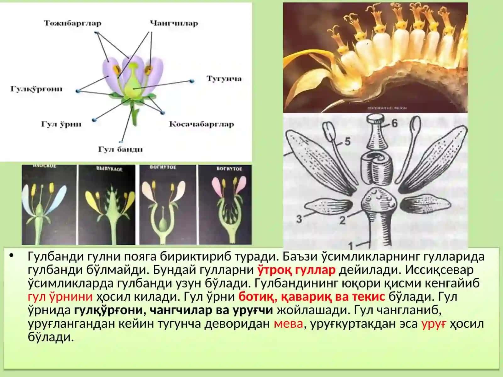Гулнинг тузилиши ва хиллари 3