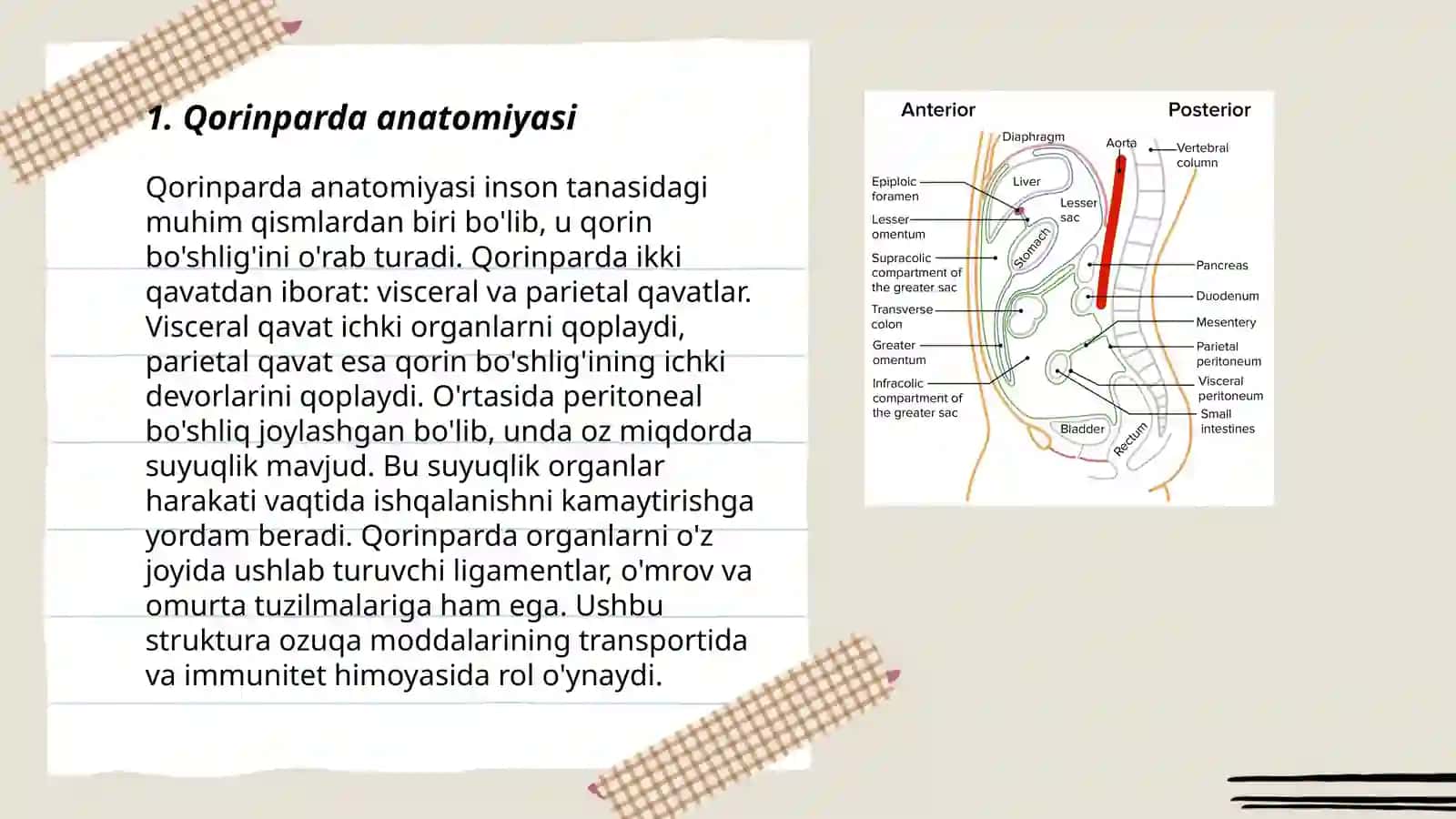 Qorinparda-peritoneum 3
