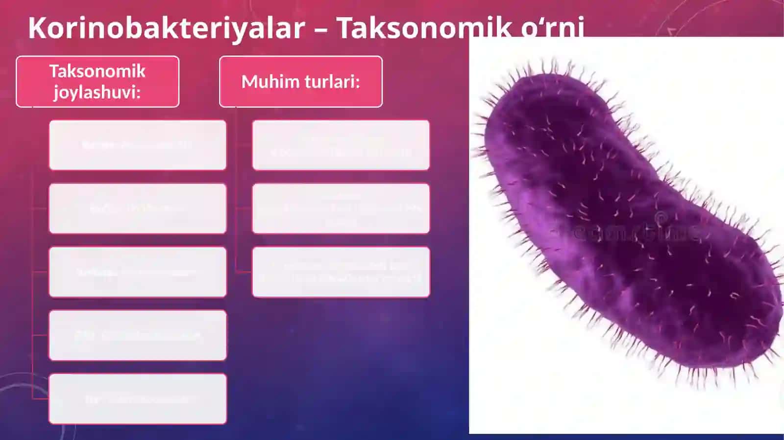 korinobakteriyalar, bordotellalar, legionella qo'zg'atuvchilarining toksonomik o'rni, asosiy xossalari, kasallikning loborotor diagnostikasi. 3