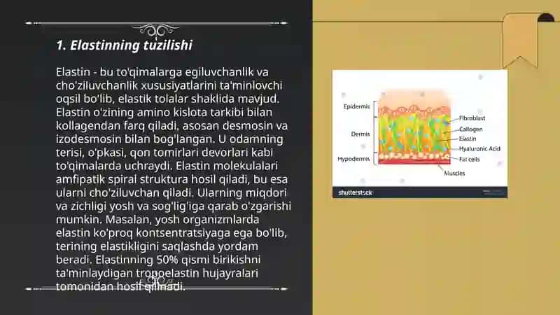 Elastin oqsili 3