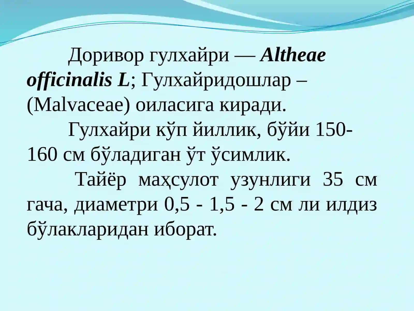 Андижон вилояти да доривор гулхайри доривор хусусиятлари 3