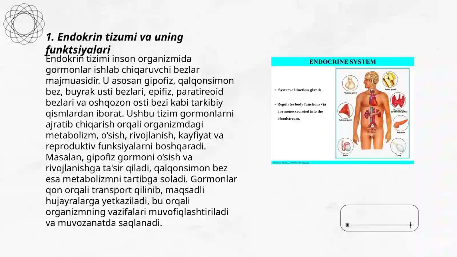 Endokrin tizumi va uning funktsiyalari 3