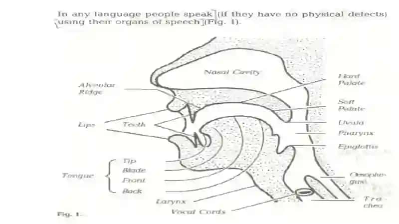 THE ORGANS OF SPEECH 3