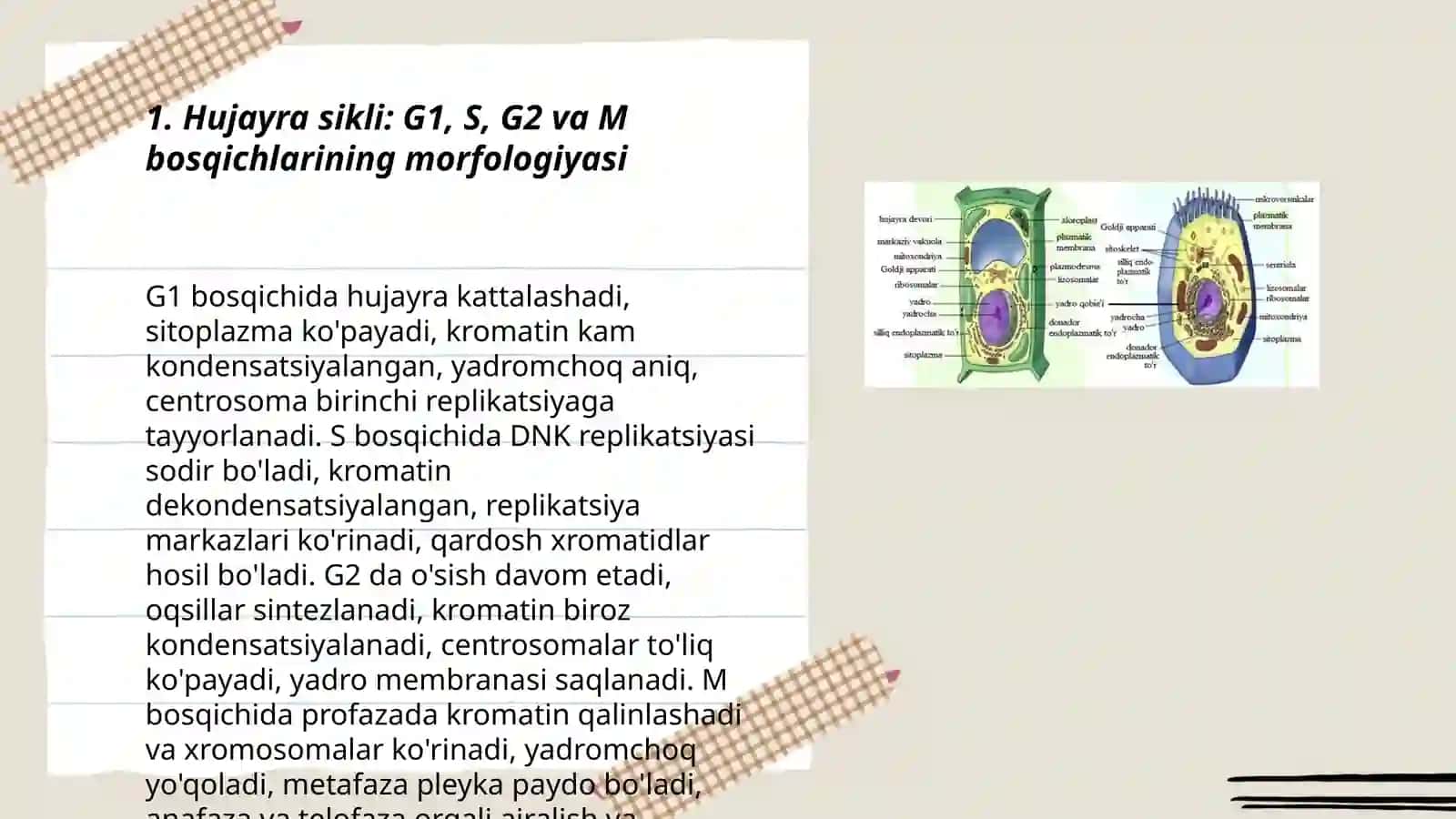 Hujayraning morfo-gistologiyasi: hujayralarning bo'linishi 3