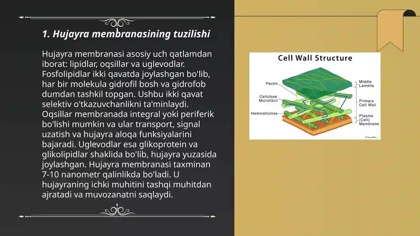 Hujayra membranasining tuzilishi 3