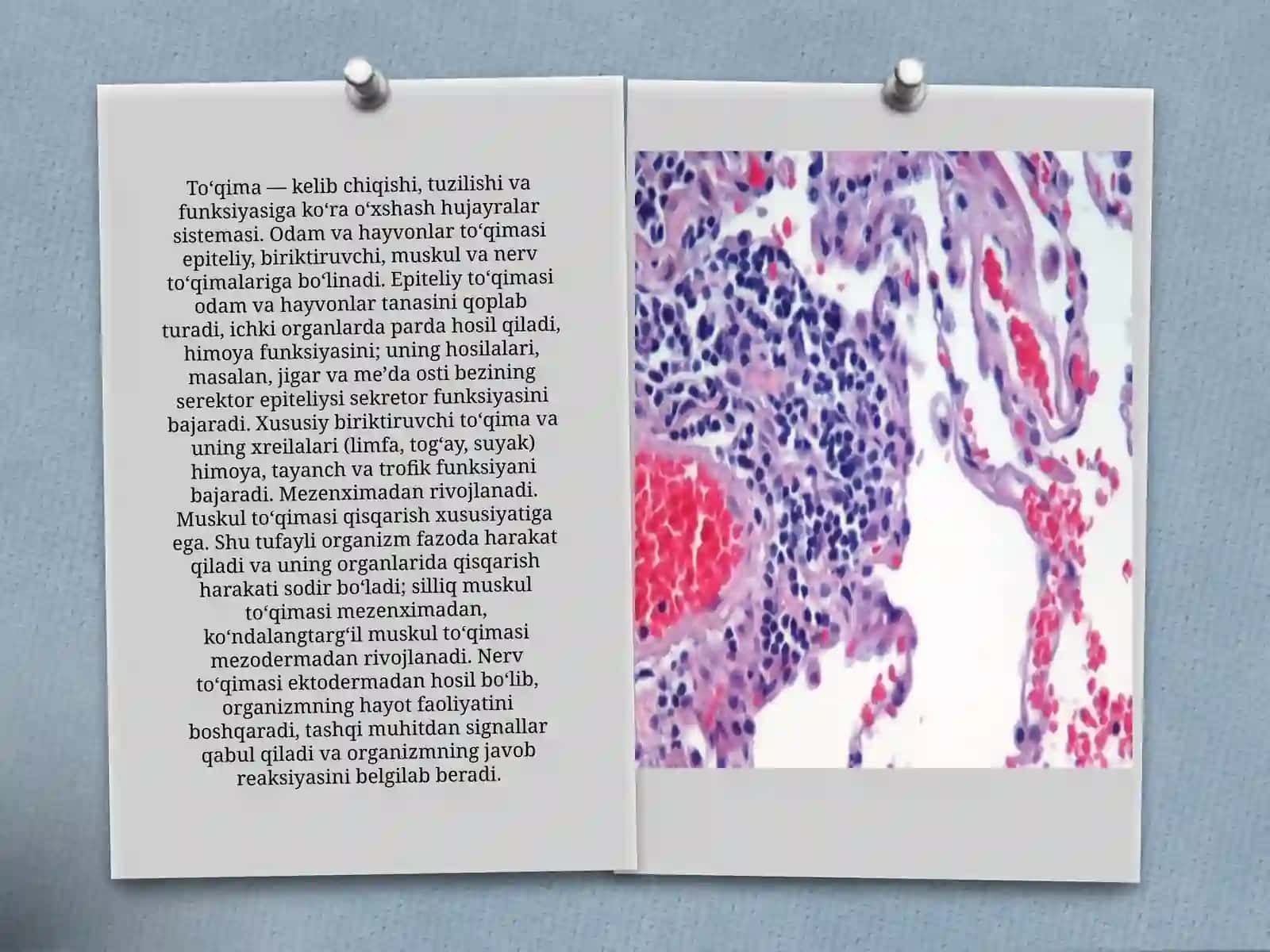 O’simliklarto’qimalarivaularningqishloqxo’jalikdagiahamiyati 3