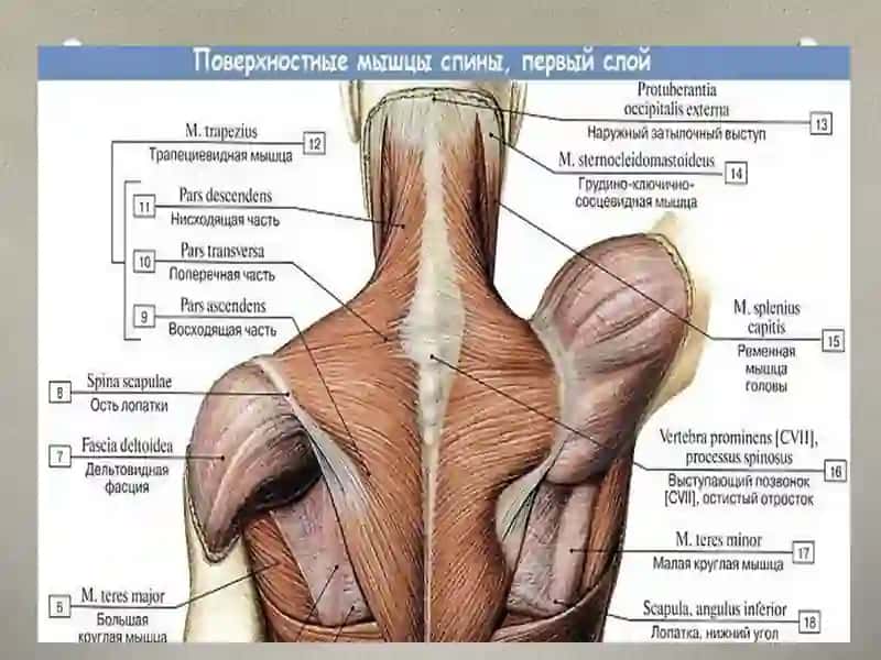 MIOLOGIYA YELKA KAMARI MUSKULLARI. 3