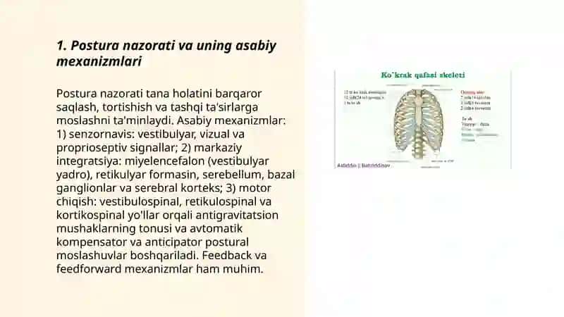 Postura nazorati va uning asabiy mexanizmlari 3