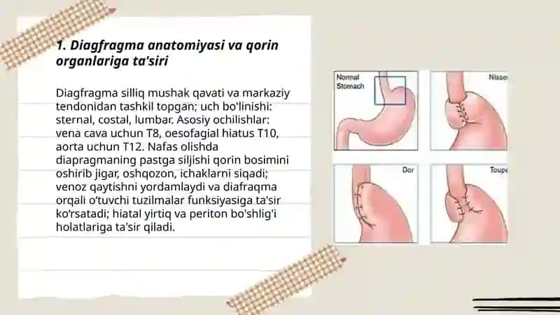 Diagfragma qorinning o'q chizig'i qov qanali tuzulishi va ularning ahamiyati 3
