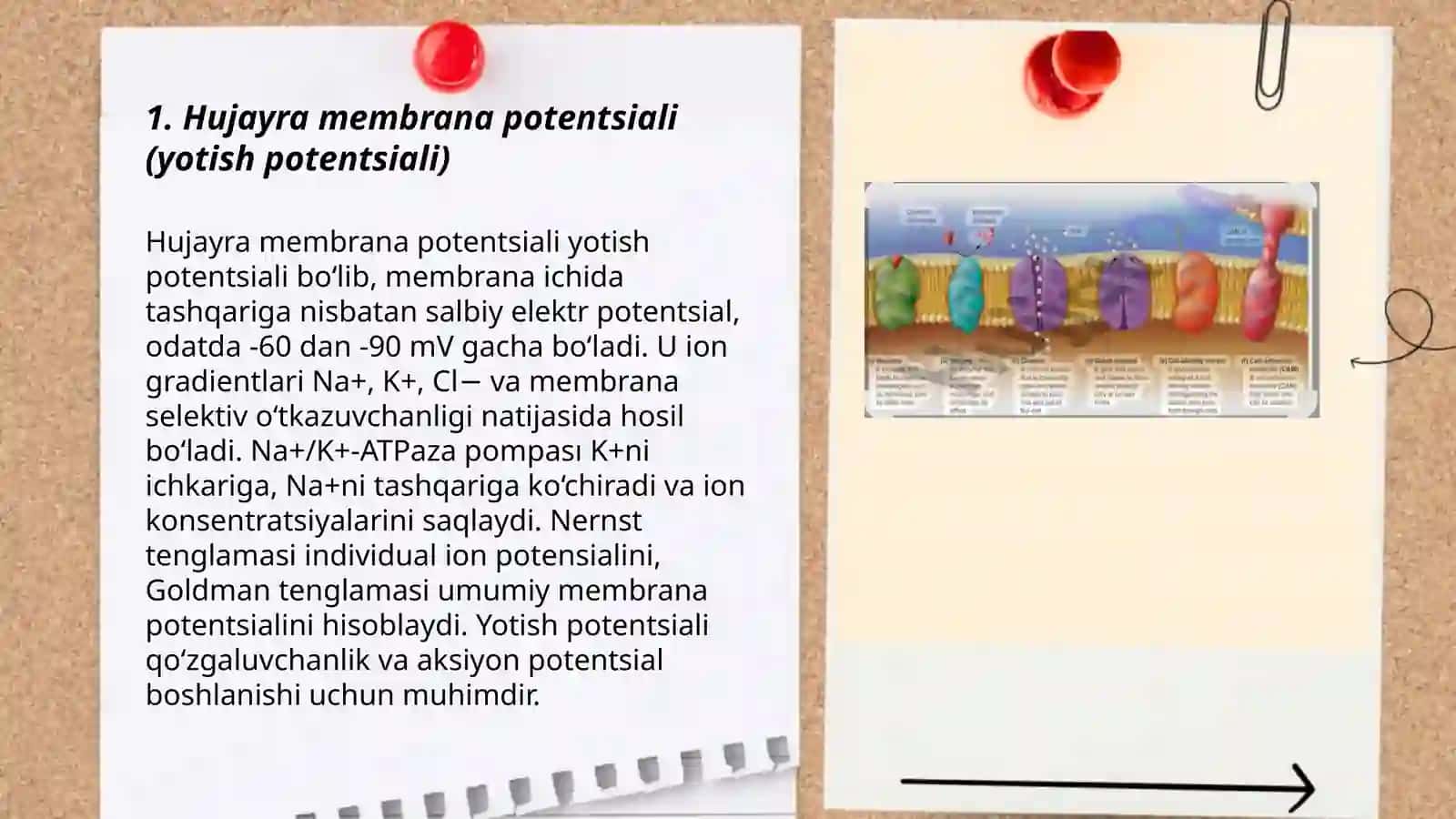 Qo’zgaluvchan to’qima fiziologiyasi. Qo’zgaluvchan to’qimalarda bioelektrik hodisalar 3