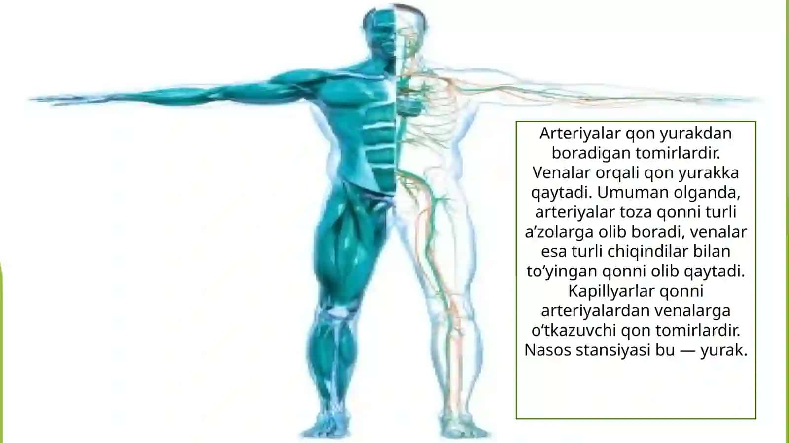 Arteriyalarining tarqalish qonuniyatlari 3