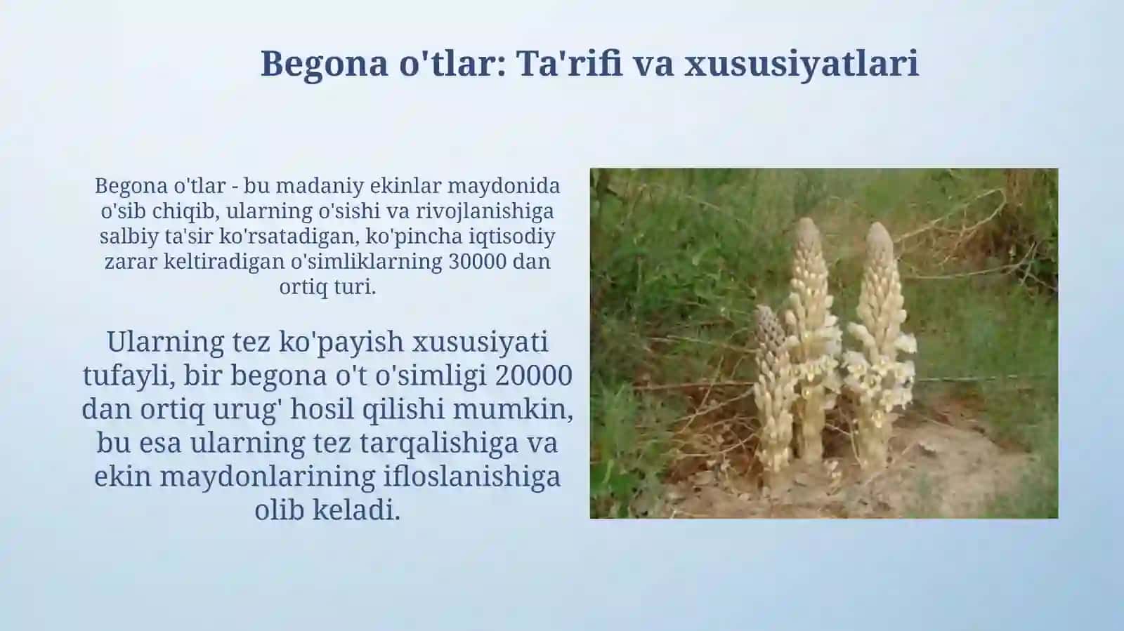 Begona oʻtlar va ularga qarshi kurashish chora tadbirlari 3