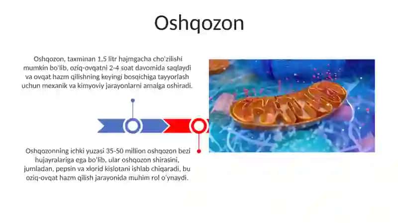 Ovqat hazm qilish fiziologiyasi 3