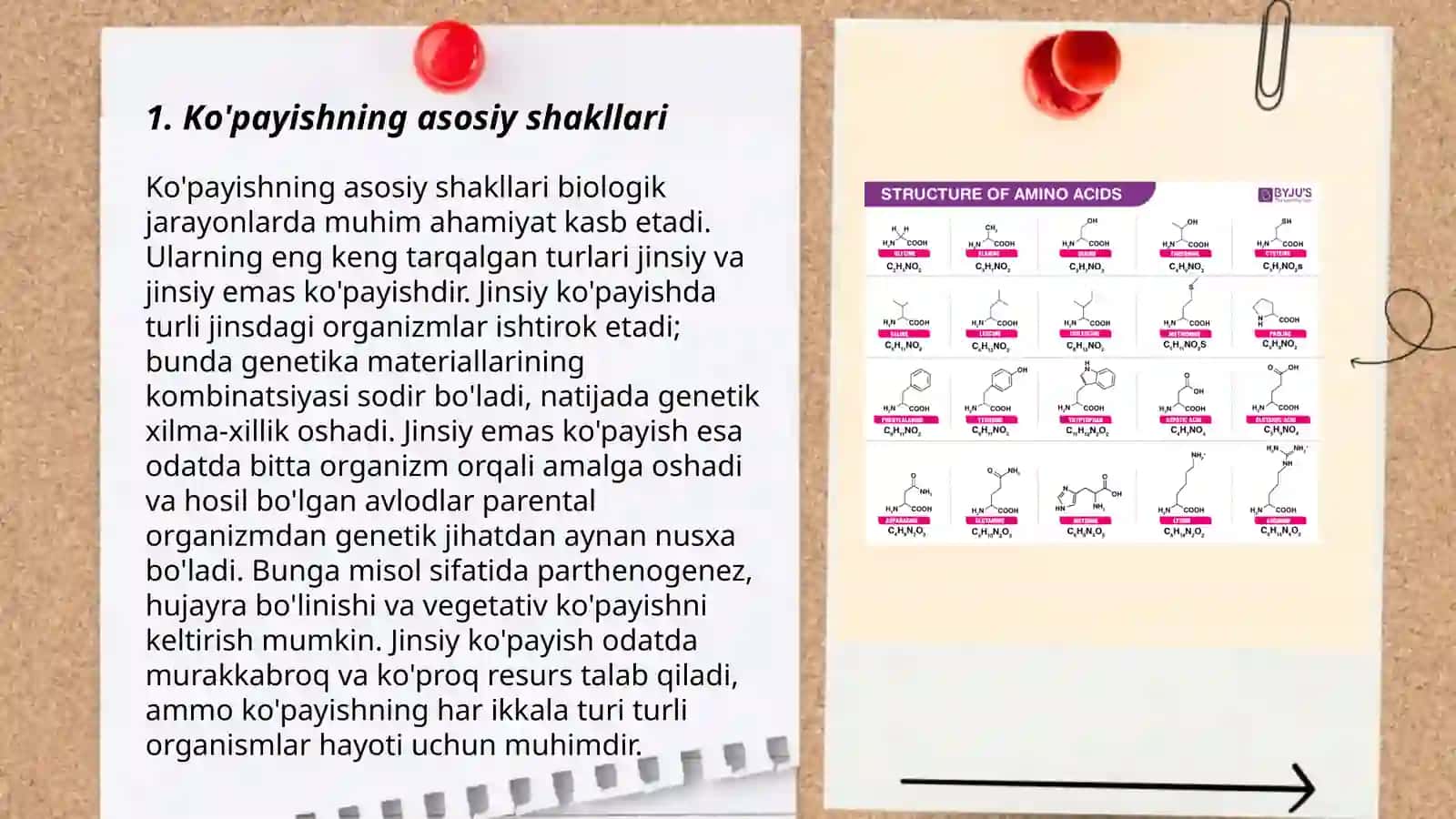 Organizmning koʻpayishi. Postembrional rivojlashning umumiy qonuniyatlari 3