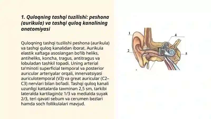 Quloqning tashqi tuzilishi: peshona (aurikula) va tashqi quloq kanalining anatomiyasi 3