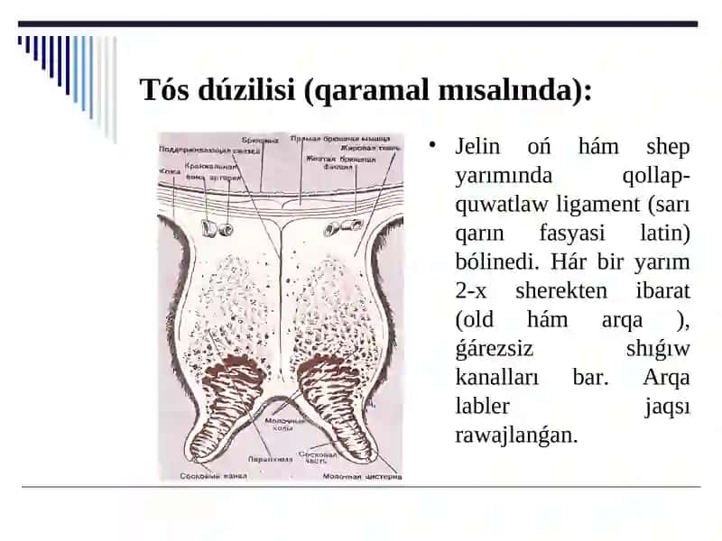Tema. Laktatsiya bioximiyasi. Su' ttin' payda boliw processi 3