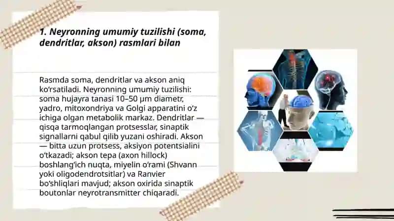 asab hujayralarining tuzilishi va ularning turlari rasmlari bilan 3