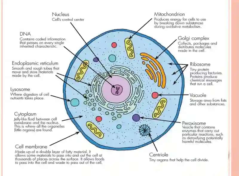 Cells 3