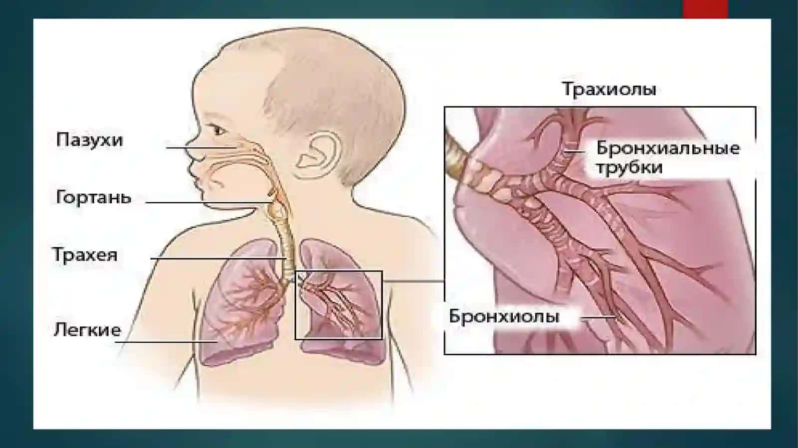 Burun, xalqum va xiqildoq trahaya Bronx va o’pkaning anato-fizialogik xususiyatlari 3