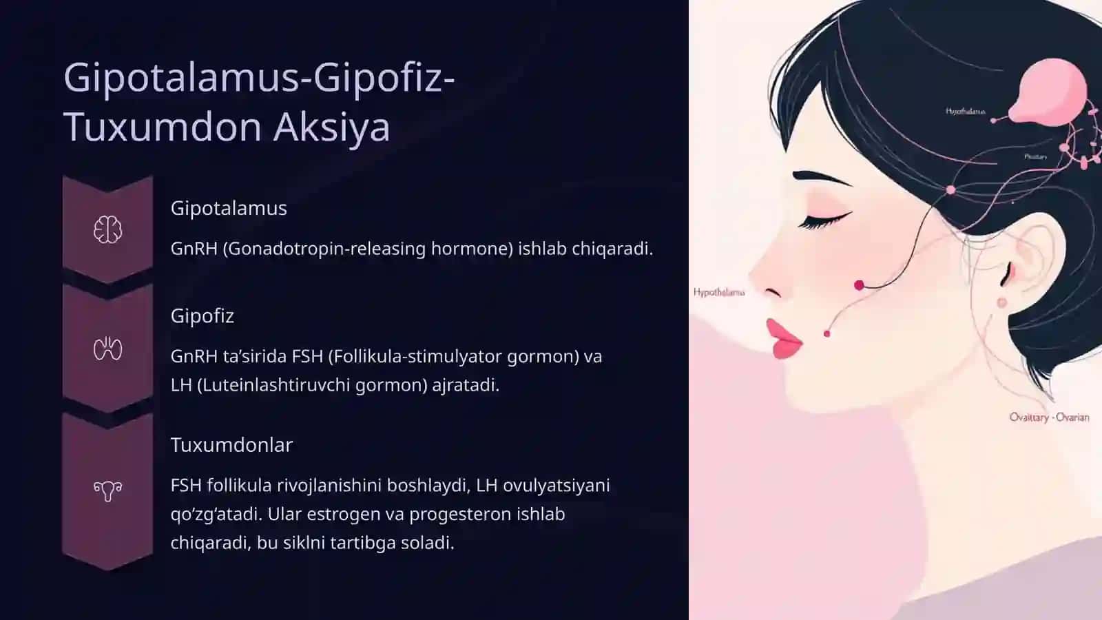 Jinsiy Siklning Gormonal Boshqaruvi Mexanizmi 3