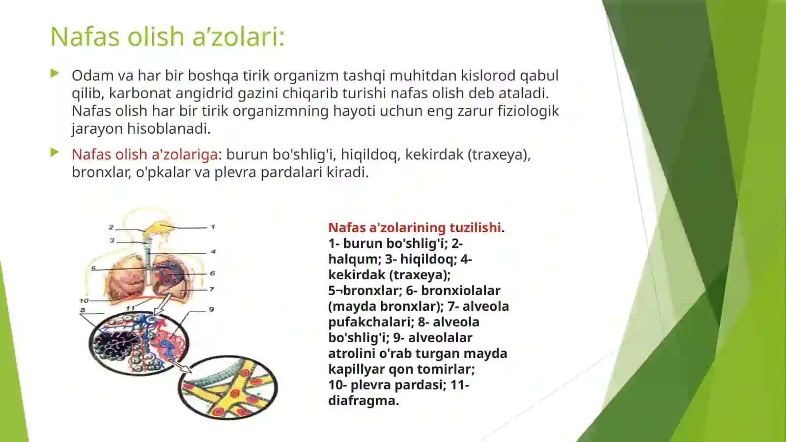 Nafas olish tizimi kasalliklari va bosh miya shikastlanishlarida hamshiralik ishi 3