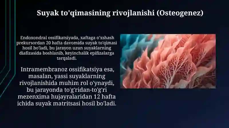Skelet toʻqimasi (Togʻay toʻqimalari) 3
