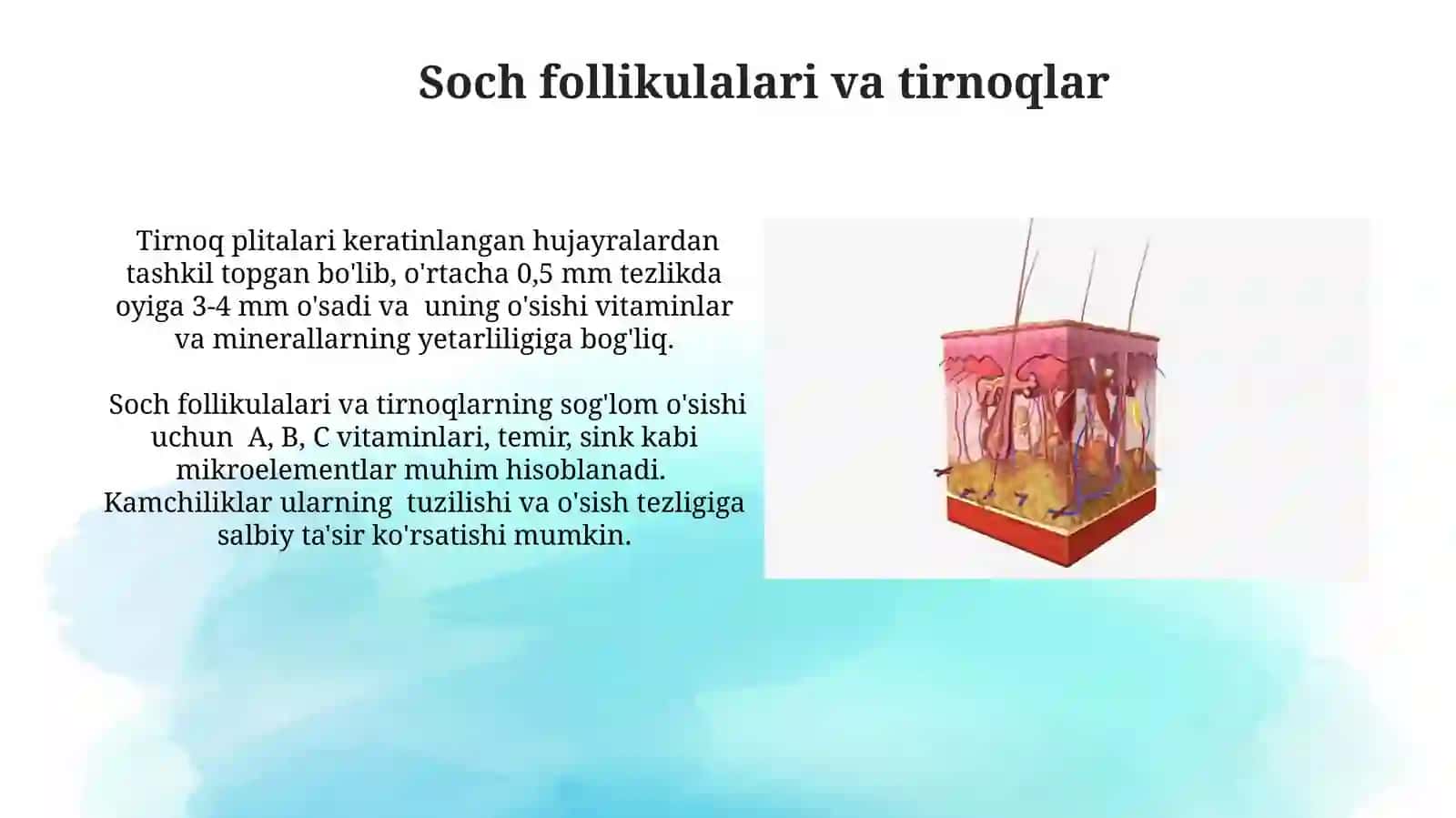 Teri va soch tuzilishi. Epidermis va derma qavatlari 3