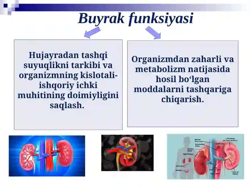 Bolalarda siydik hosil qilish va siydik ajratish tizimining anatomo-fiziologik xususiyatlari 3