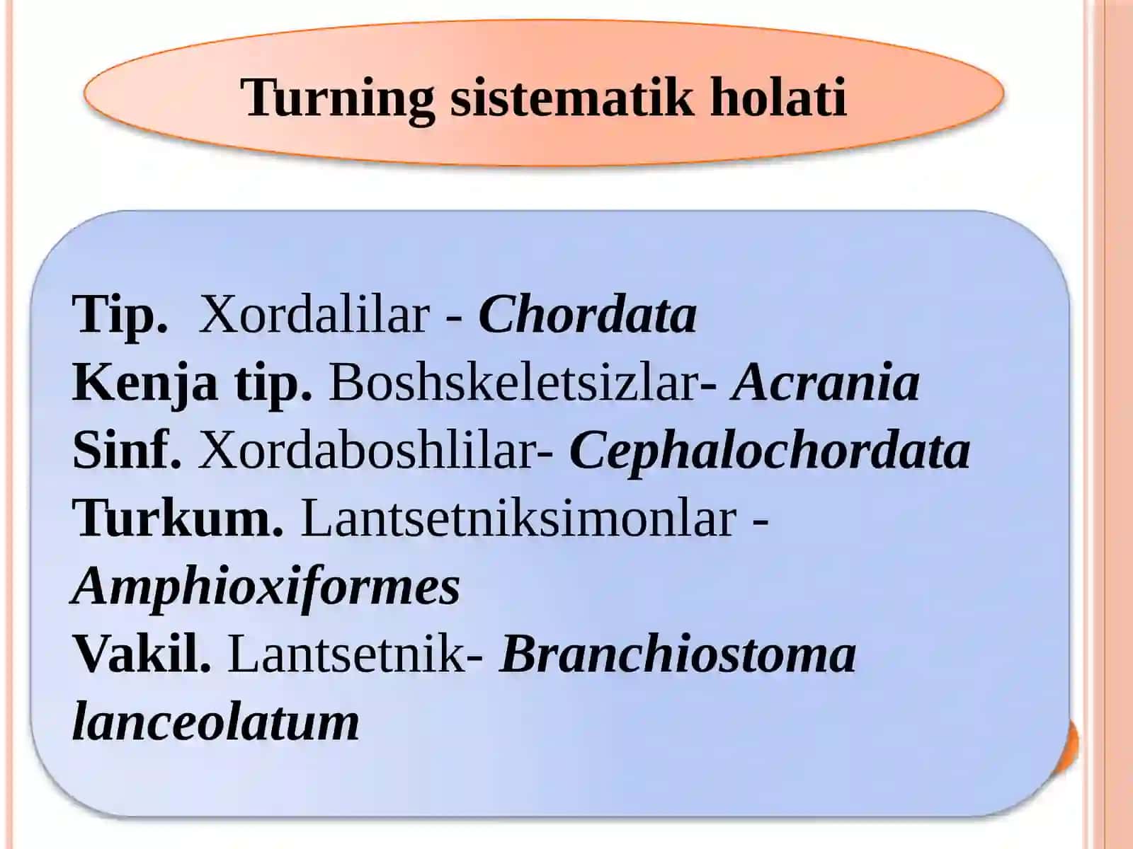 Boshsuyaksizlarkenjatipi.Vakillariningasosiybelgilari,sistematikasivakelibchiqishi 3