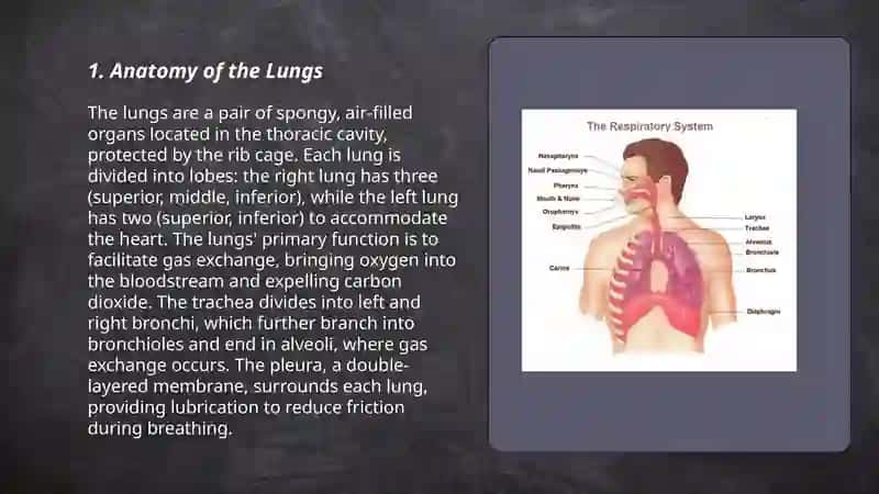 The respiratory system: Lungs 3