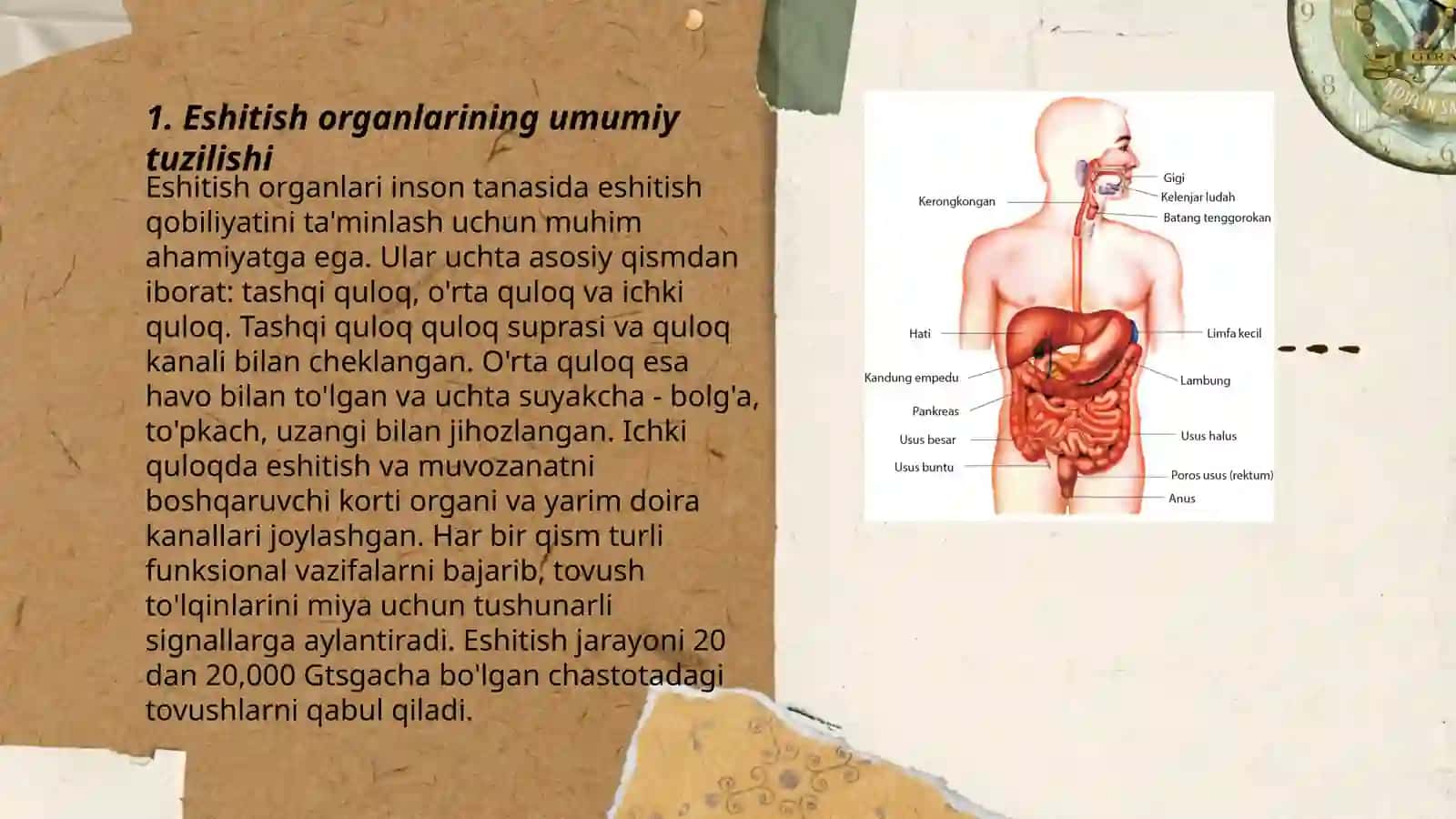 Inson eshitish organlari anatomiyasi va fiziologiyasi 3