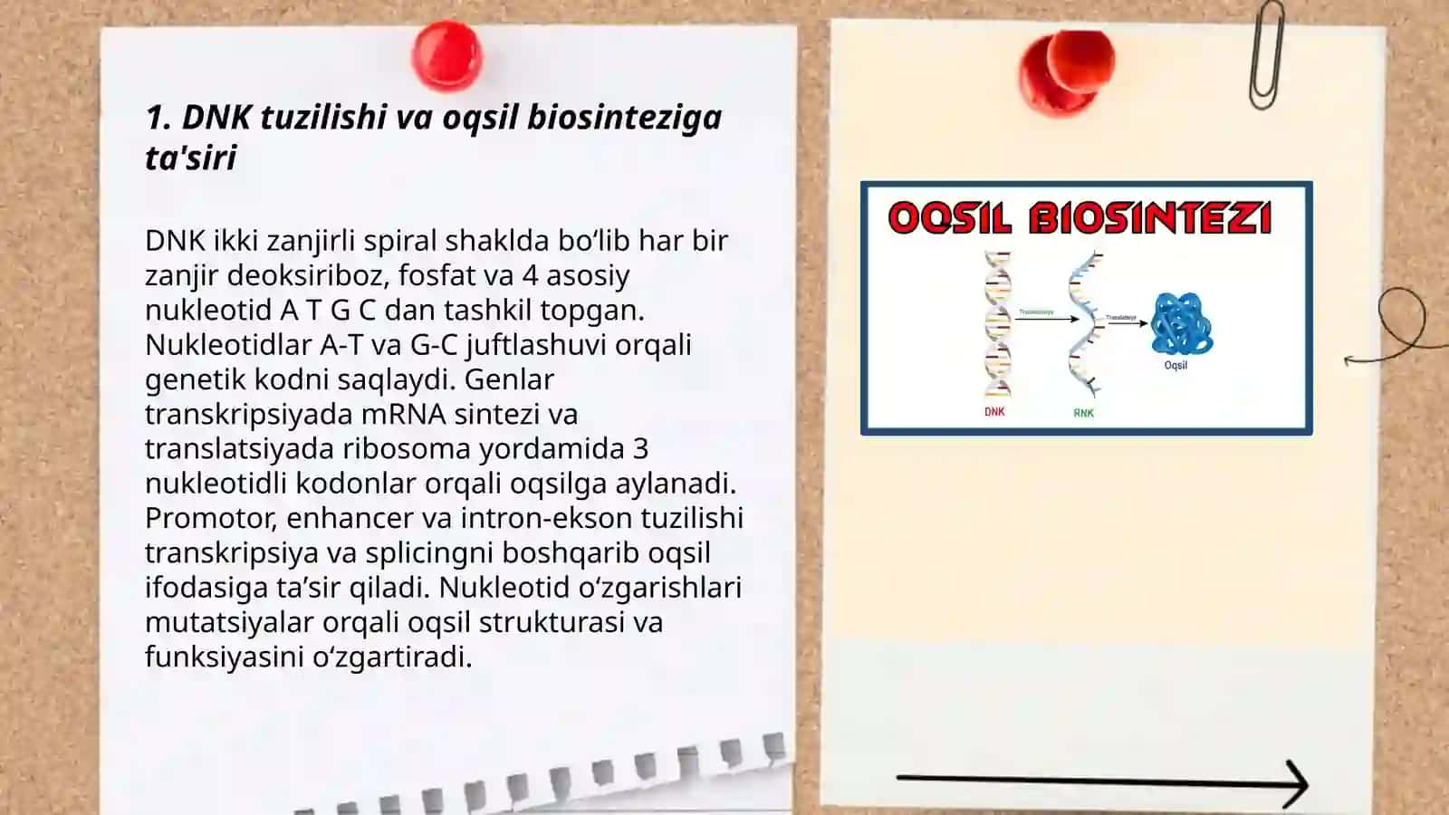 DNK ning oqsil biosintezidagi roli. Genetik injeneriya 3