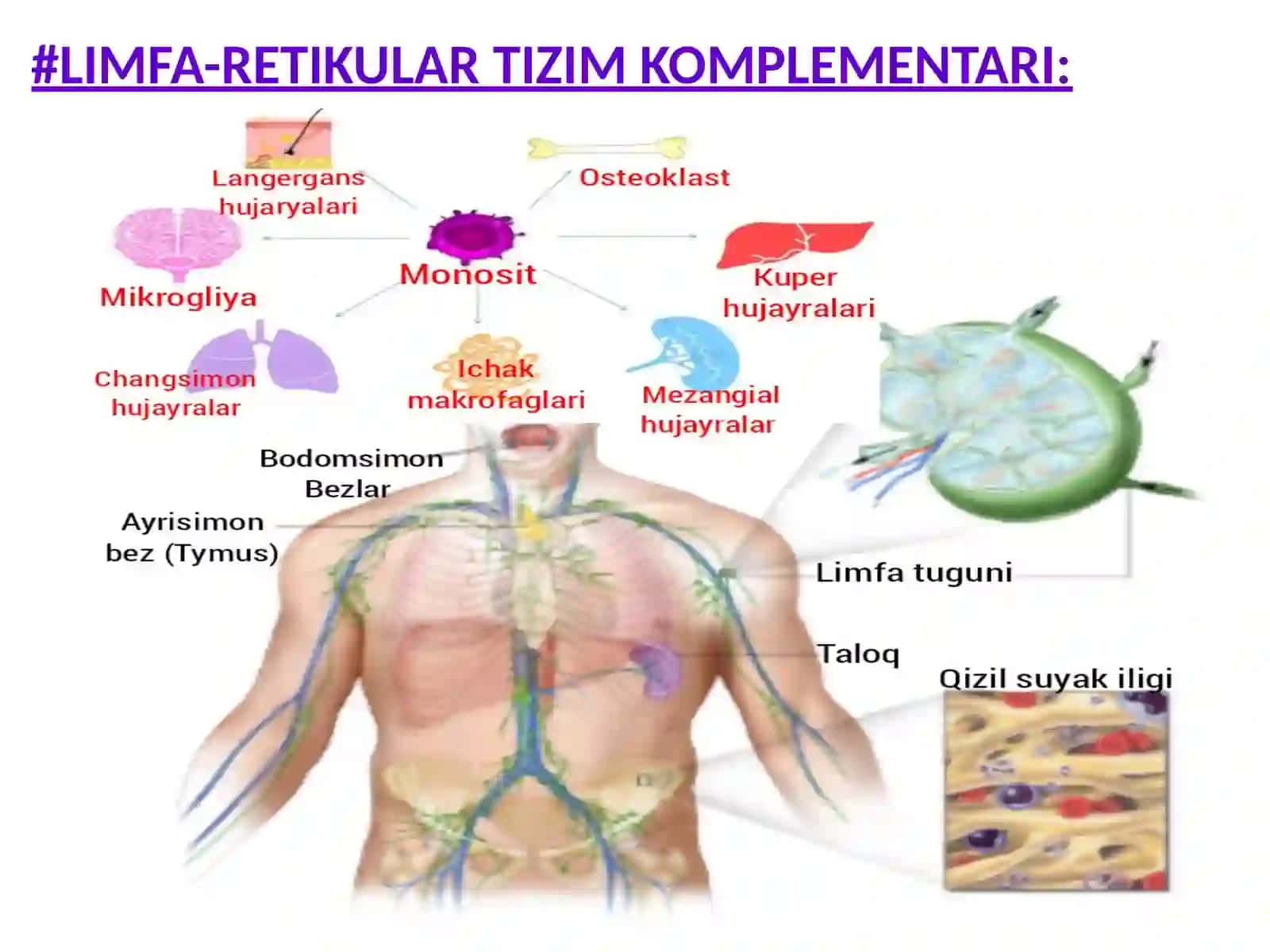 IMMUN VA LIMFA-RETIKULAR TIZIM BIOKIMYOSI 3