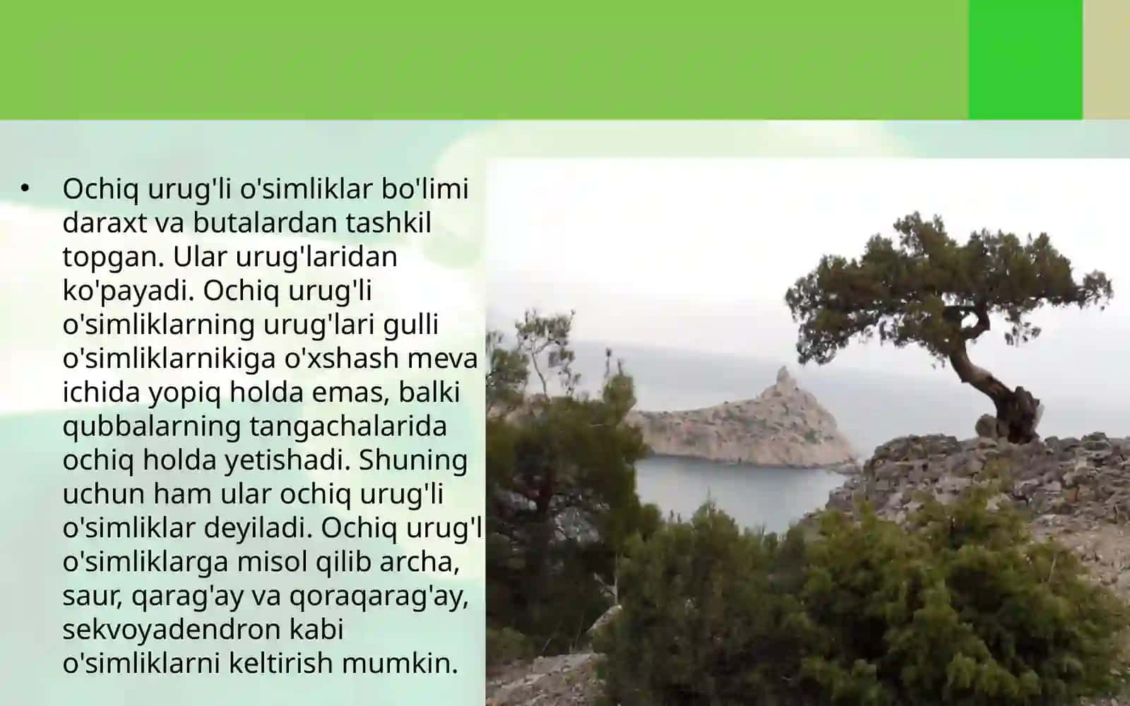 6-sinf Botanika Ochiq urug'li o'simliklar bo'limi, Archa 3