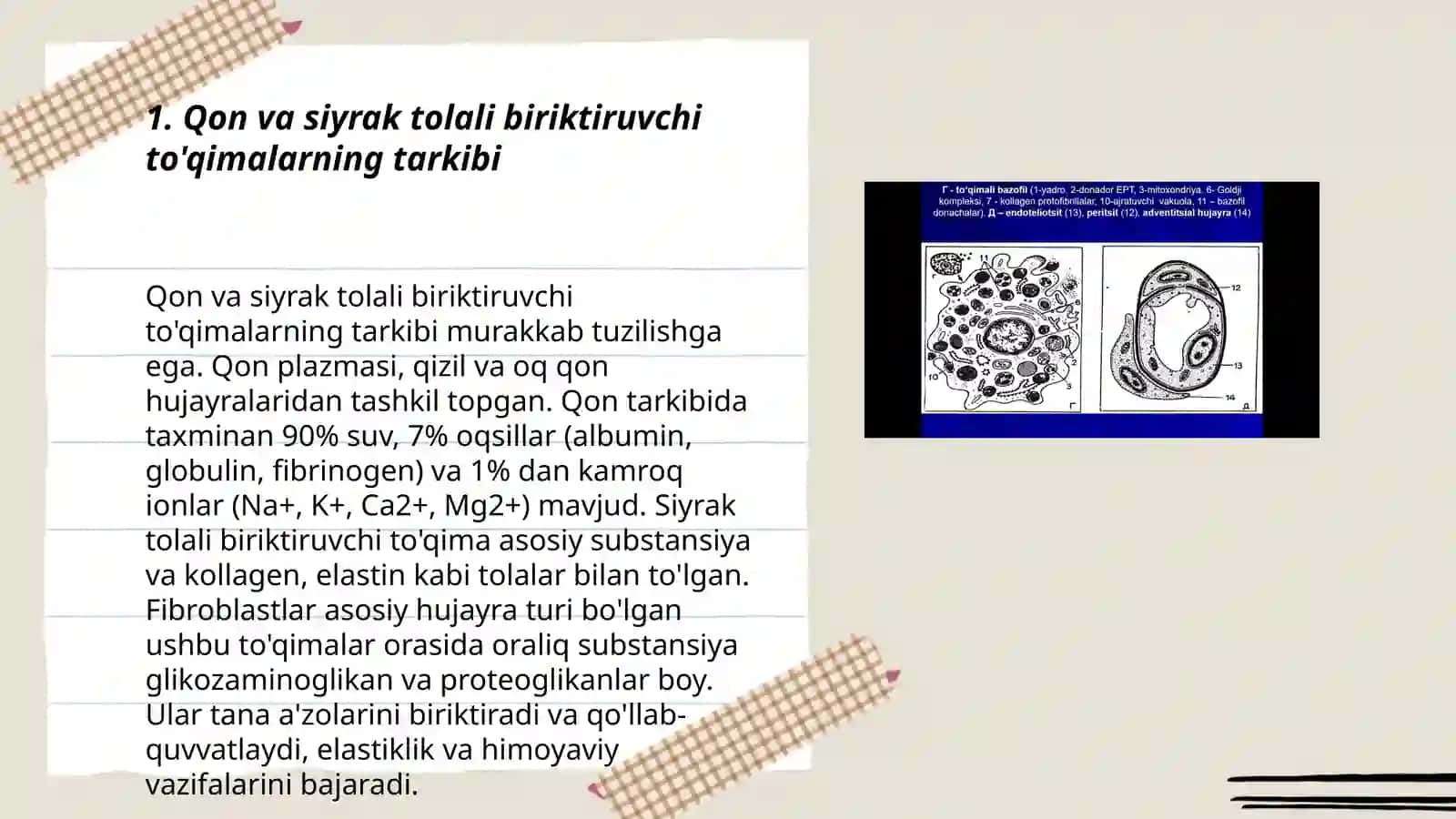 Qon va siyrak tolali biriktiruvchi to'qimalarning o'zaro munosabatlari 3