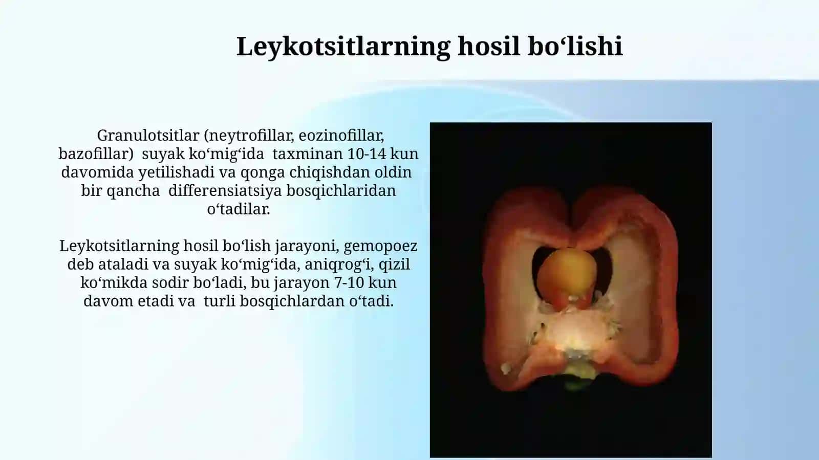 Suyak iligi vazifasi tuzilishi qizil ilig va sariq ilig 3