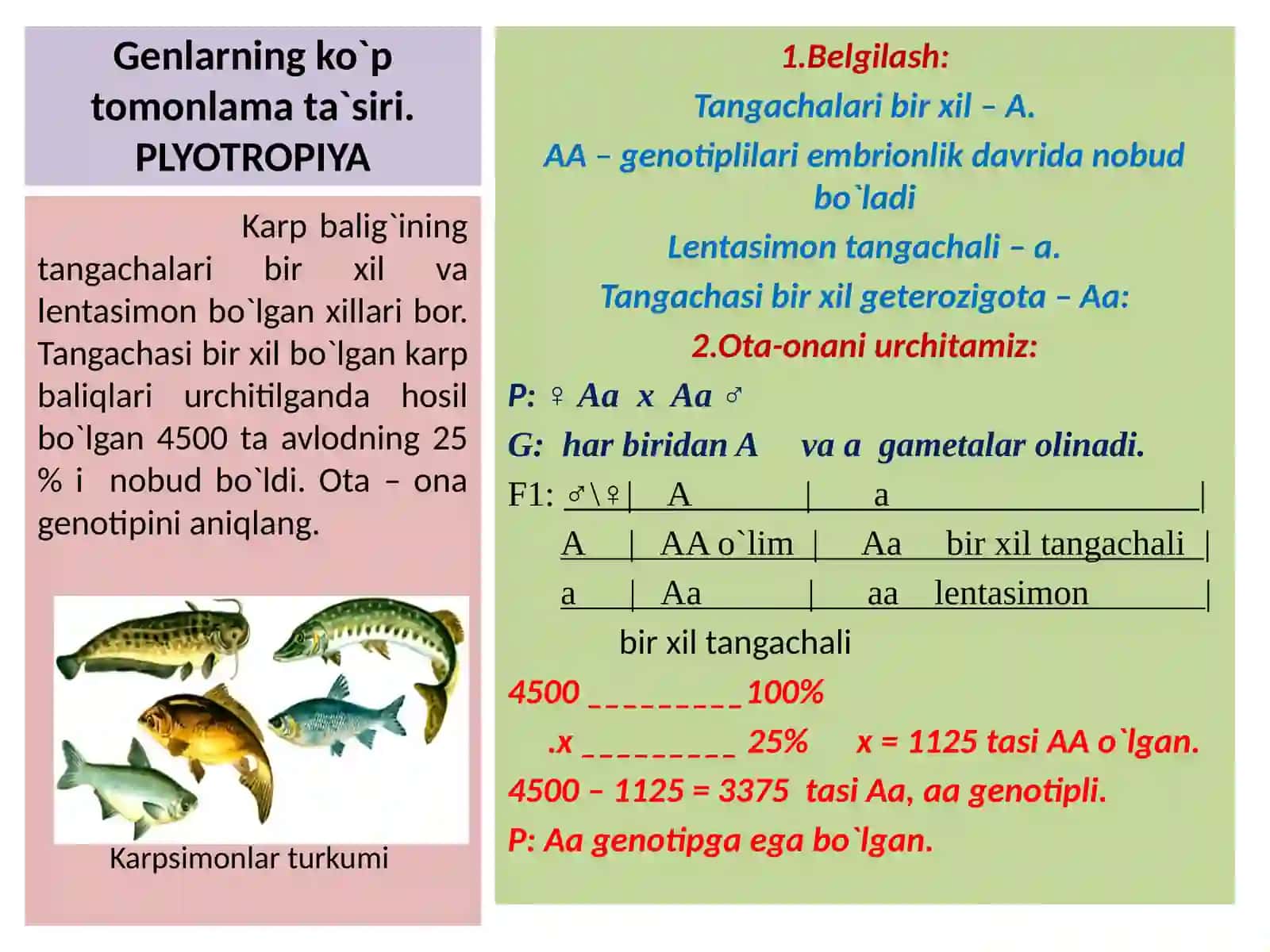 Genlarning ko`p tomonlama ta`siri. PLYOTROPIYA 3