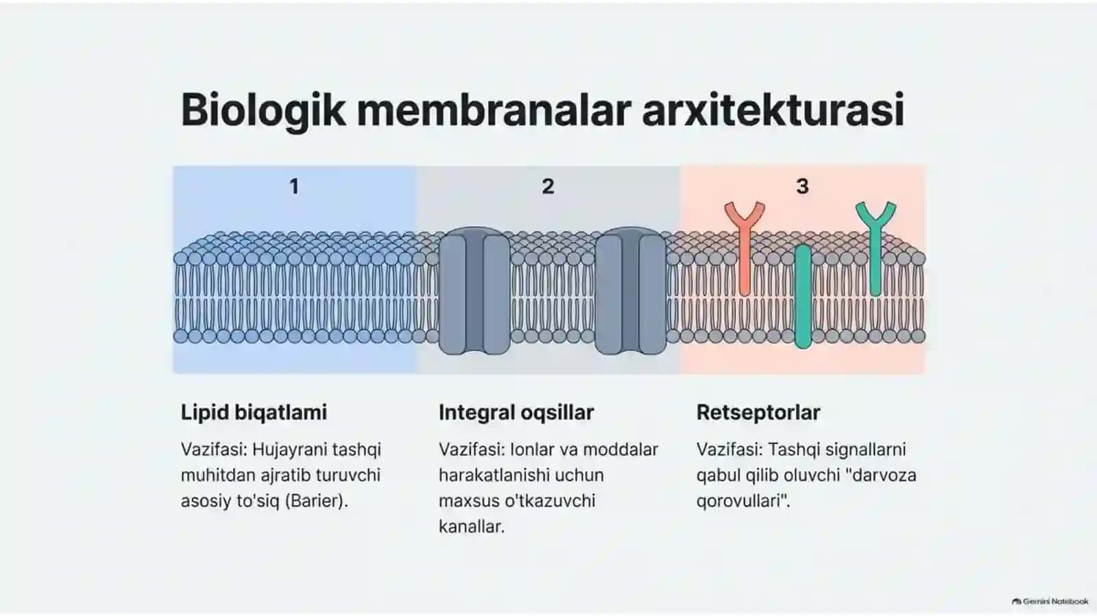 Membranalar orqali signal uzatilishi va mikroelementozlar — 15 slayd 3