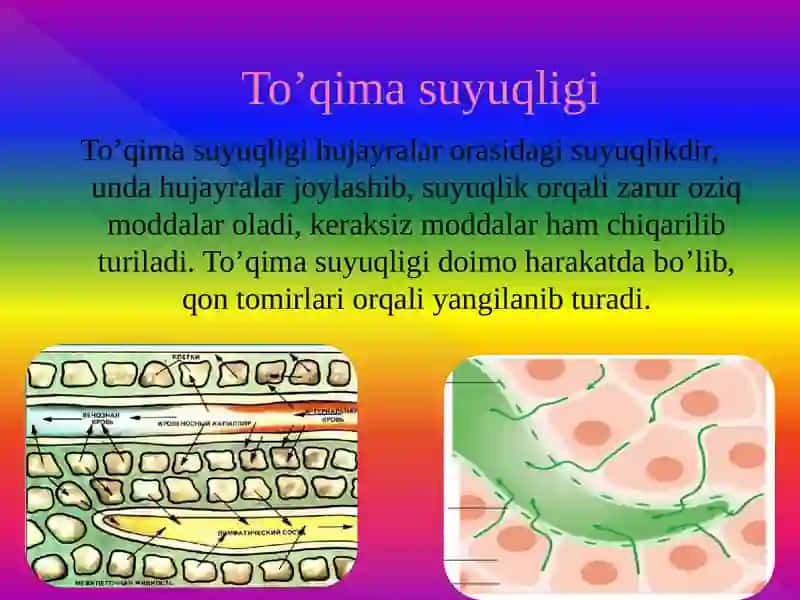 Qon va uning vazifalari 3