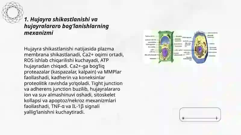 Hujayra shikastlanishida hujayralararo munosabatlarning buzilishi 3