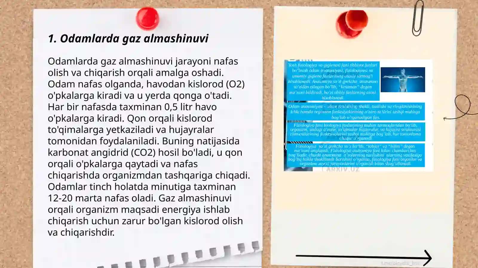 Odam anatomiyasi va fiziologiyasi 3