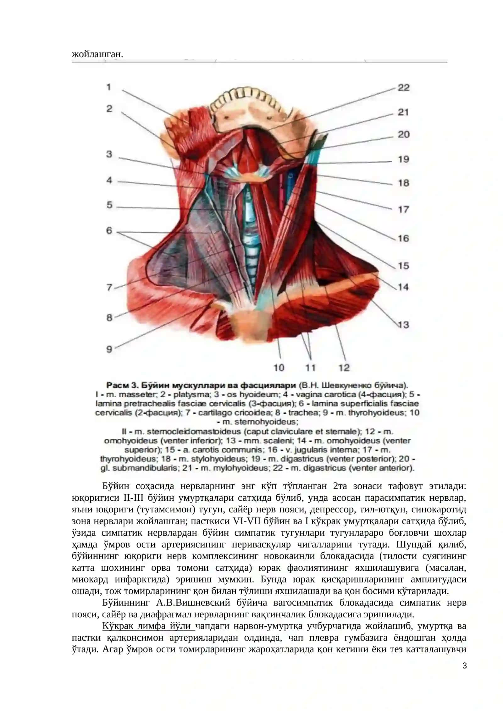 Бўйиннинг клиник анатомияси 3