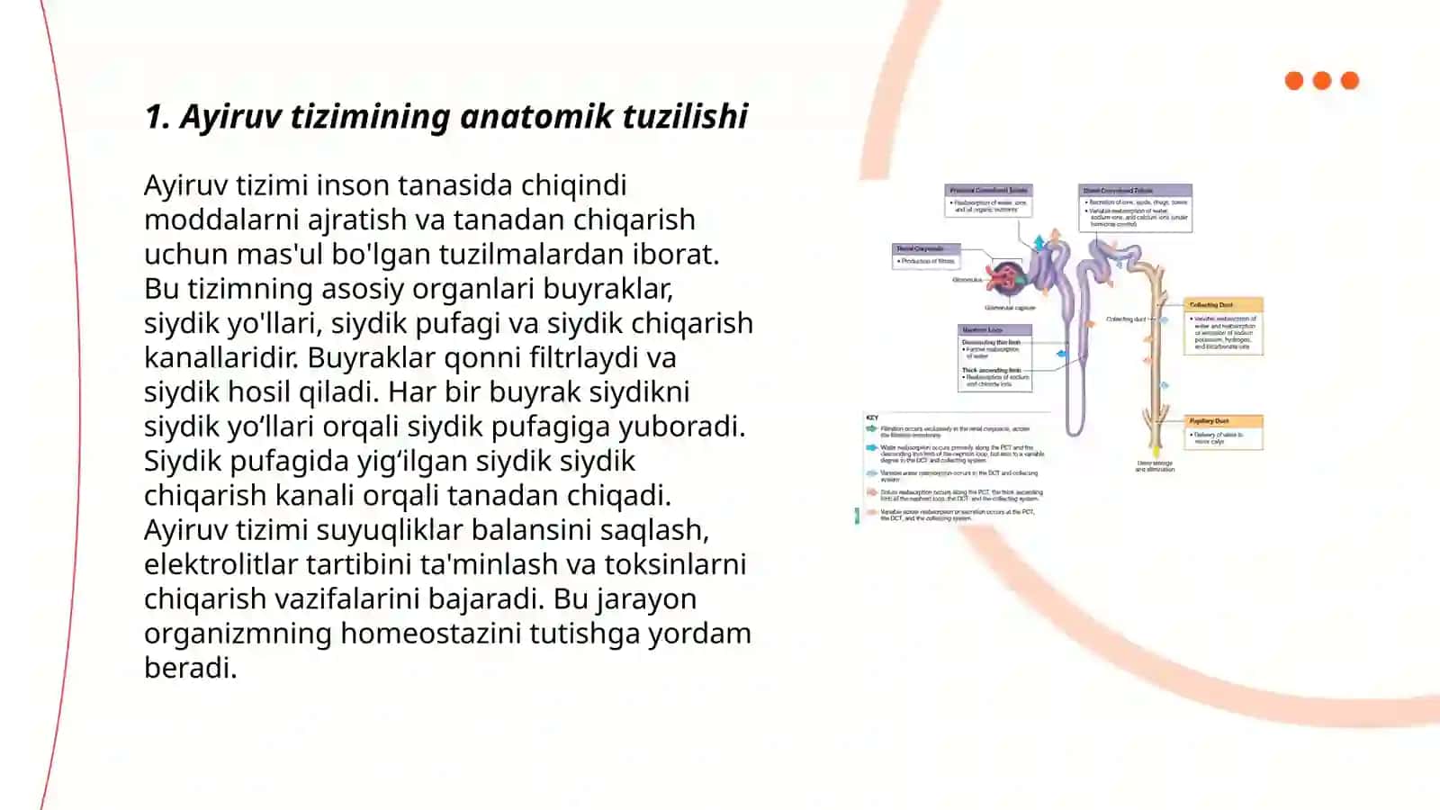 Ayiruv tizimining yoshga oid fiziologiyasi va gigiyenasi 3