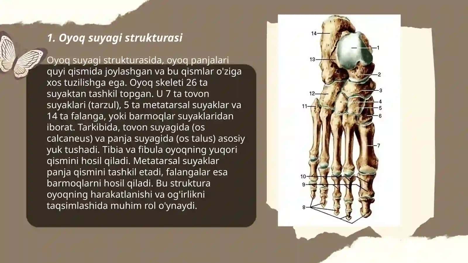 Oyoq suyagi chanoq fiziologiyasi va anatomiyasi 3