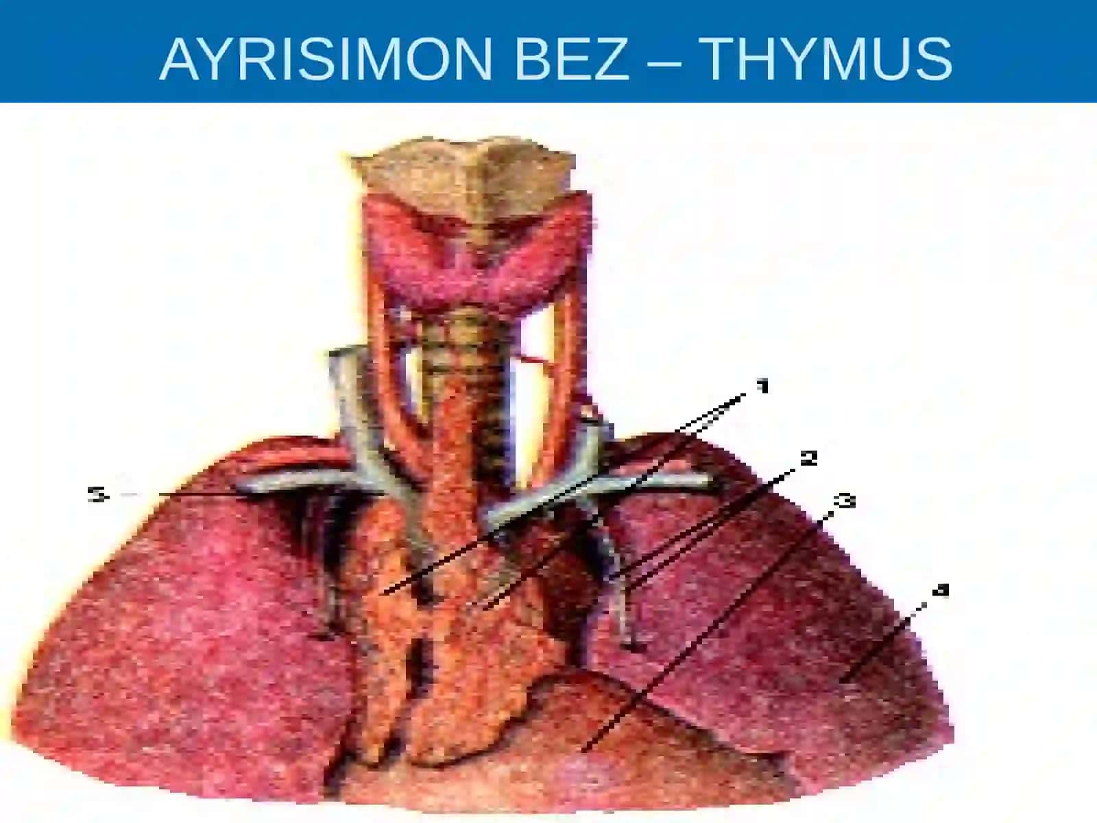ICHKI SEKRETSIYA BEZLARI 3